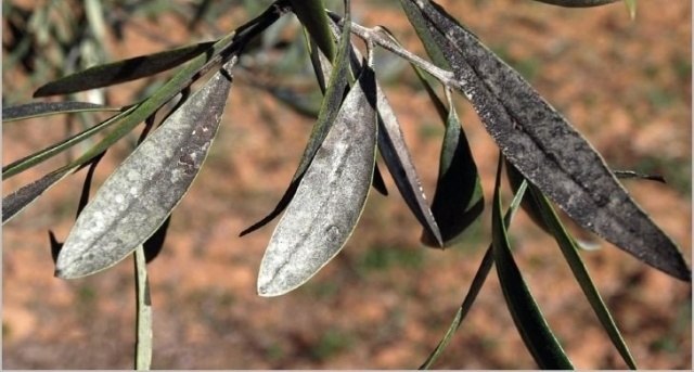 COCHINILLA (Saissetia oleae)