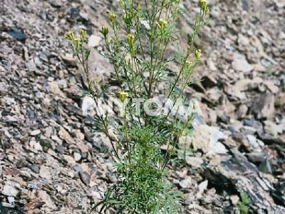 Chinchilla / Camamilla americana / Herba pudenta