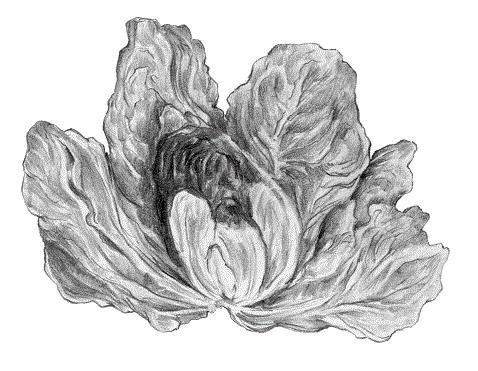 LECHUGA junio25 interior1