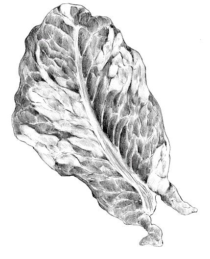 LECHUGA junio25 interior2