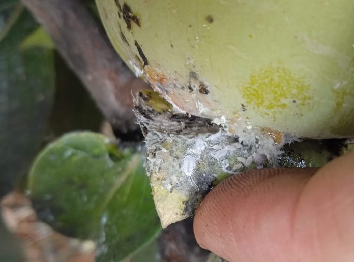 Colonia_Pseudococcus_longispinus