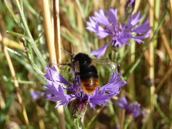 Abejorro en Centaurea cyanus