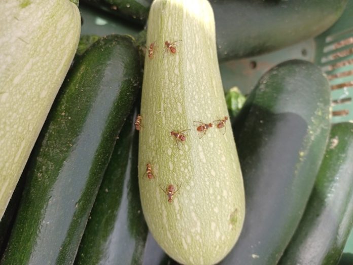calabacin