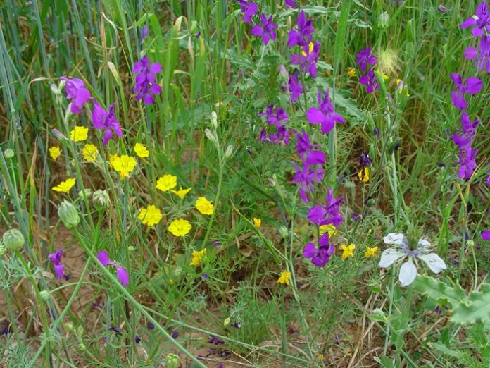 Flora arvense de cereales de invierno.