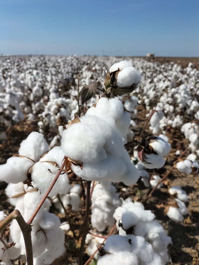 Infiuencia varietal y ambiental en los niveles de afiatoxinas y de hongos afiatoxigénicos en semillas de algodón para alimentación ganadera