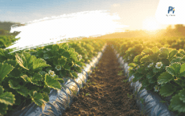 PI AGSCIENCE
