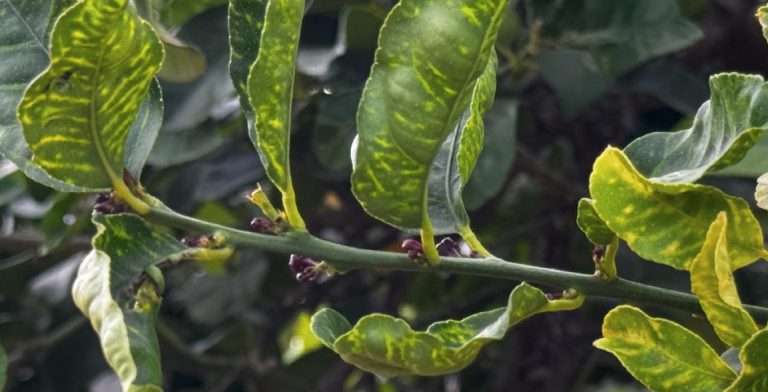 La clorosis nervial amarilla de los cítricos: una nueva amenaza para la citricultura española