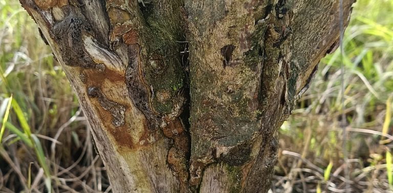 Control biológico de Phytophthora en cítricos: microorganismos antagonistas y estrategias sostenibles