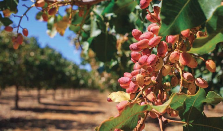 Muchas enfermedades y ¿pocas soluciones? Propuestas BASF en almendro y pistacho