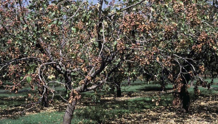 Avances recientes en la investigación sobre la comprensión y el manejo de las enfermedades del pistachero y del almendro