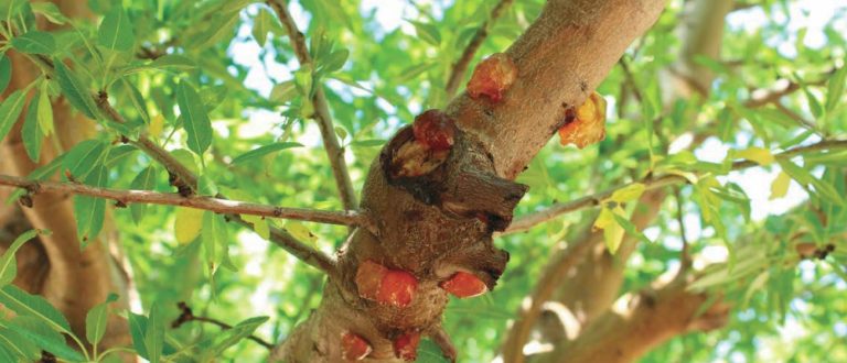 Aparición de enfermedades causadas por Phytophthora en huertos de almendros y pistacheros de California