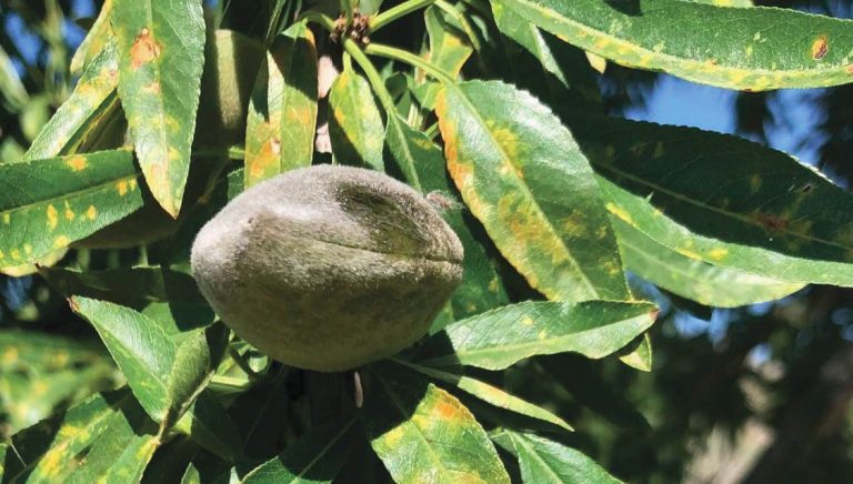 Yukon® Ultra, la evolución más natural de UPL para los frutales de cáscara