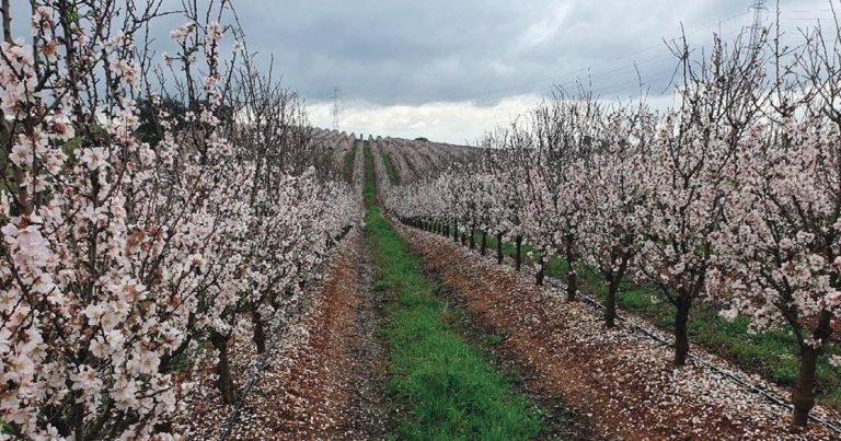 Antracnosis del almendro: conocimientos actuales y perspectivas de futuro