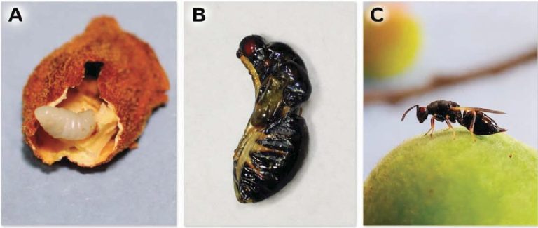 Biología, ecología y estrategias de control de la avispilla del almendro, Eurytoma amygdali Enderlein