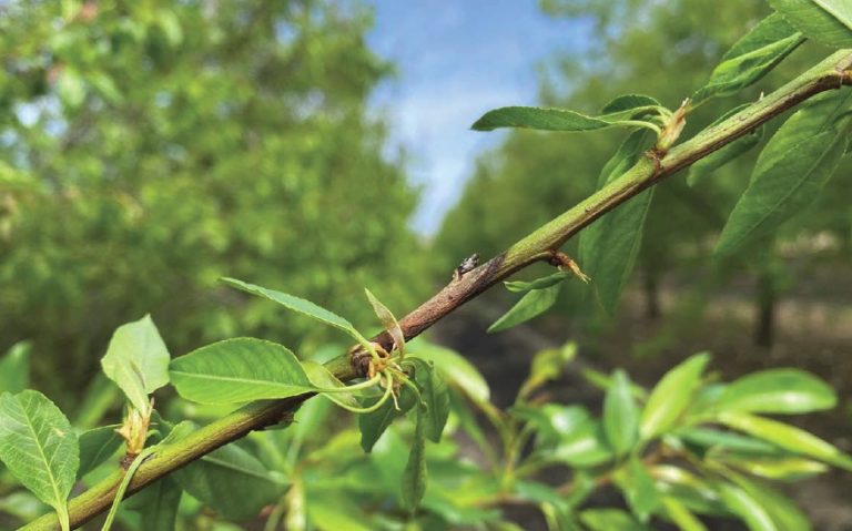 Estrategia Certis Belchim para el control de enfermedades en almendro
