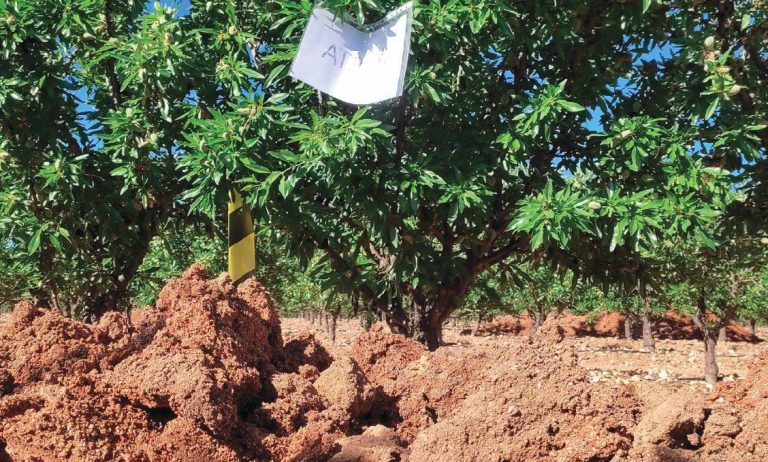 Beneficios del uso de cubiertas vegetales en almendro en seto en climas mediterráneos