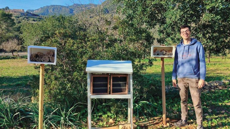 ¿Pueden las abejas del género Osmia mejorar la polinización del almendro?