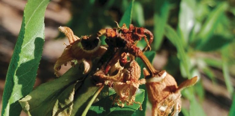 Manejo y control de Monilinia laxa y otras enfermedades fúngicas del almendro