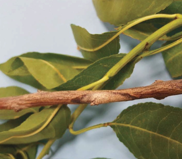 Avances en el conocimiento de Diaporthe amygdali: biología, epidemiología y control para la protección del almendro