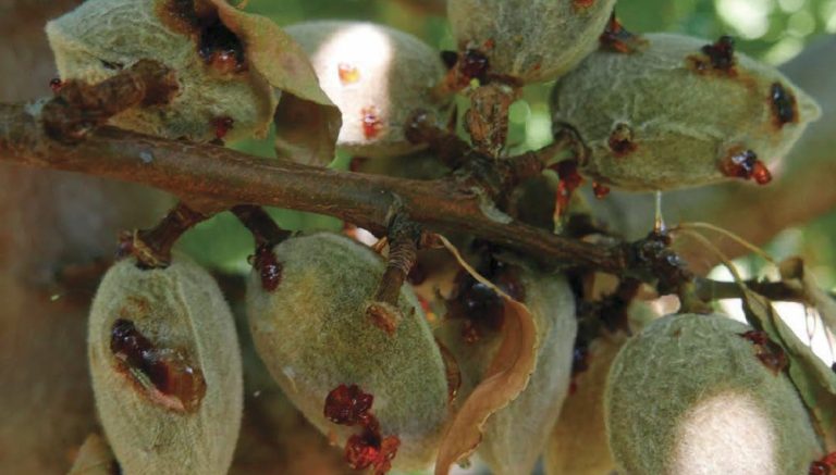 Estrategias para el manejo de la mancha bacteriana (Xanthomonas arboricola pv. pruni) en el cultivo del almendro