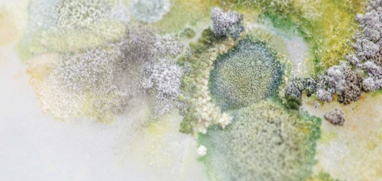 Aplicación de la qPCR como herramienta de diagnóstico temprano de patógenos en almendro y pistacho