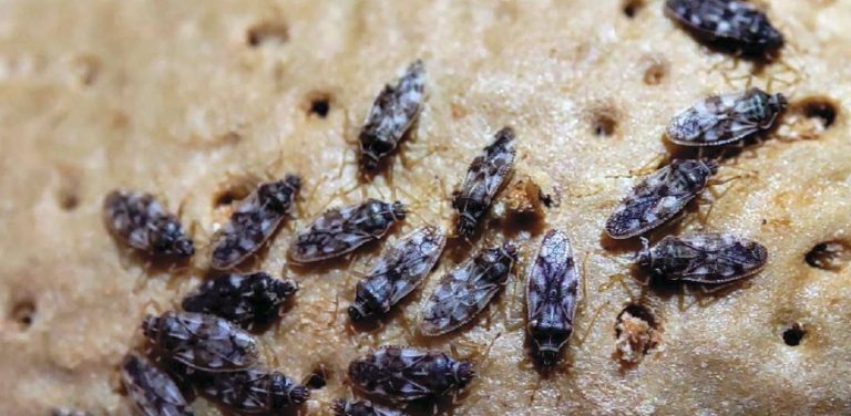 Avances para el manejo sostenible del tigre del almendro (Monosteira unicostata), una plaga emergente en el sureste español