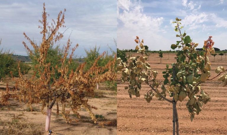 Decaimientos en almendro y pistacho: hongos asociados y otras posibles causas