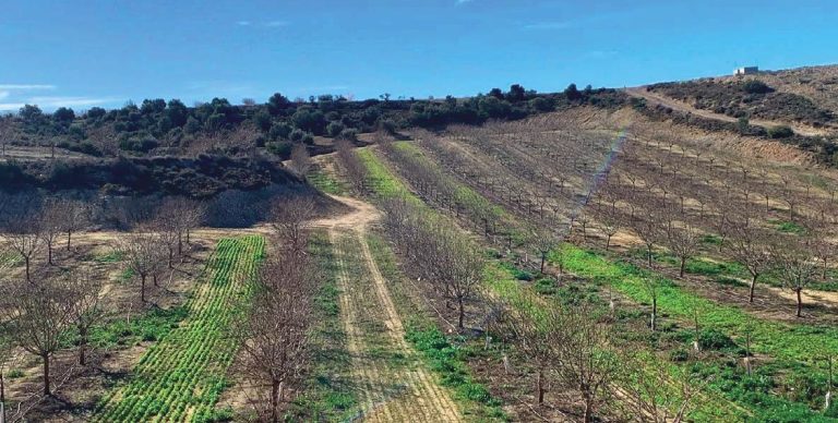 Cubiertas vegetales y acolchados orgánicos para el manejo de hierbas en almendros
