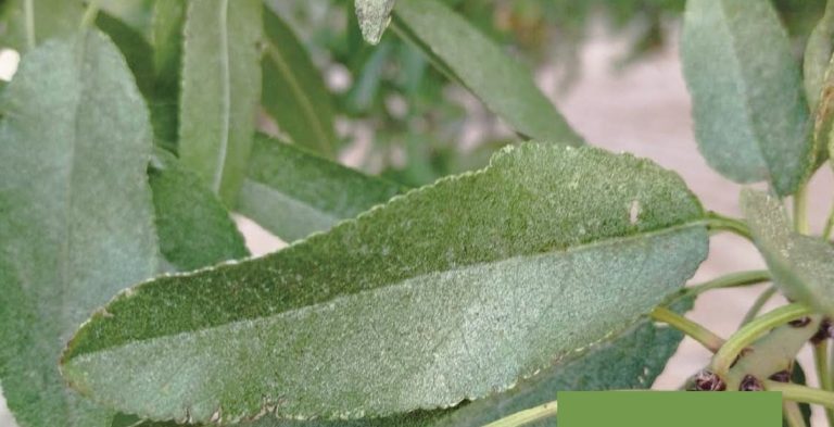 Ácaros tetraníquidos en el cultivo del almendro: biología y estrategias de control