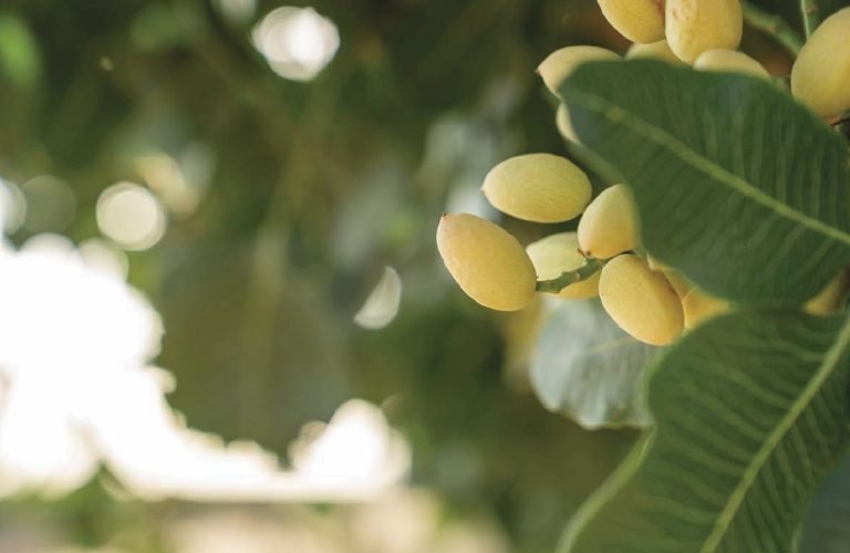 Ortiva Top: Solución Fungicida Avanzada para Frutales de Cáscara