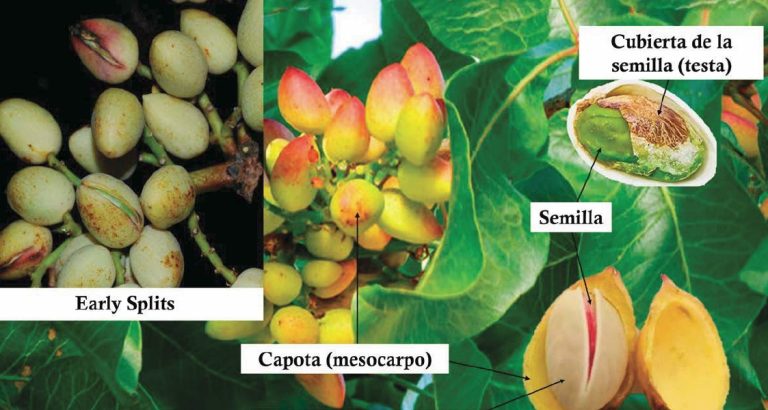 La amenaza invisible en los frutos secos del Mediterráneo