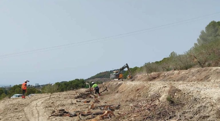 De la epidemiología a la acción: gestión del brote de Xylella fastidiosa en almendro en la provincia de Alicante
