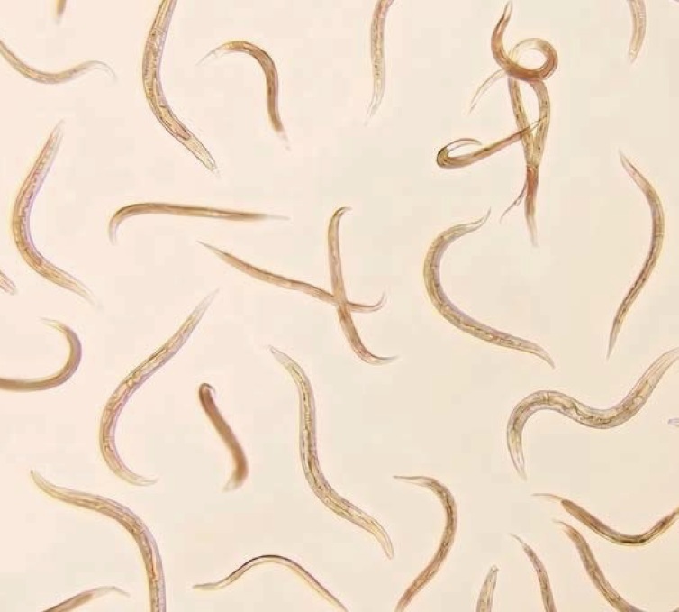 Nematodos entomopatógenos y sus bacterias simbiontes: redescubriendo su potencial para la sanidad del viñedo