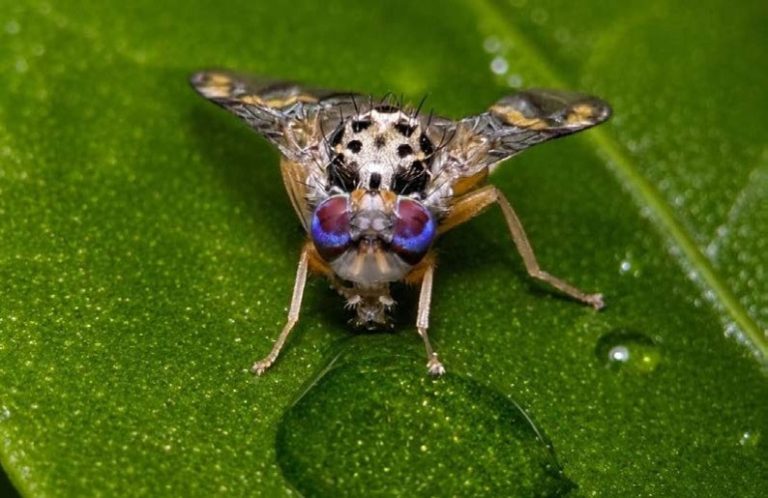 Aplicación de RNAi mediante cebos proteicos para el control de Ceratitis capitata: eficacia en semicampo y efectos sobre organismos no diana