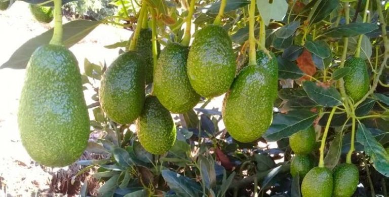 Extrapolación de residuos de fitosanitarios de cítricos a aguacate para el establecimiento de LMR: una solución práctica para cultivos menores