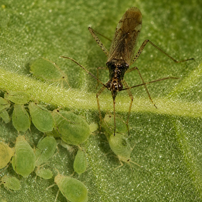 Agroecología aplicada al tomate: hacia cultivos más resilientes y sostenibles