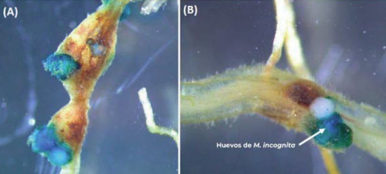 Eficacia de control de nematodos noduladores de las raíces (Meloidogyne spp.) y mejora de la ecología del suelo mediante Crotalaria juncea