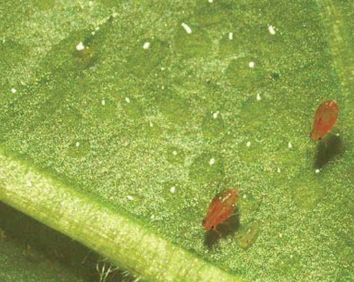Propiedades repelentes y antialimentarias de nanoemulsiones de bioactivos volátiles sobre pulgones (Hemiptera: Aphididae) en cultivos hortícolas