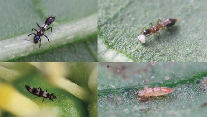 Trips depredadores en el cultivo de pimiento bajo invernadero en Almería