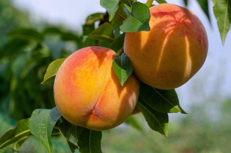 FRUTALES DE HUESOp