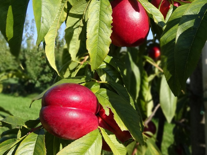 FRUTALESp