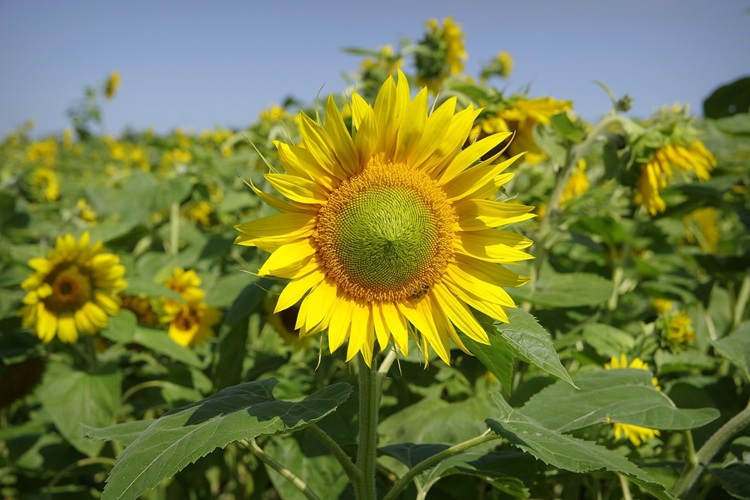 GIRASOLp