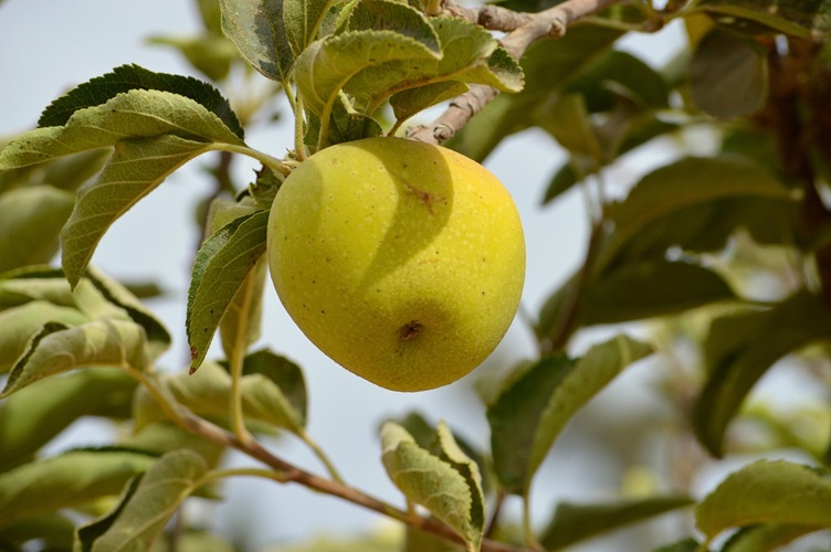 MANZANO Y PERALp