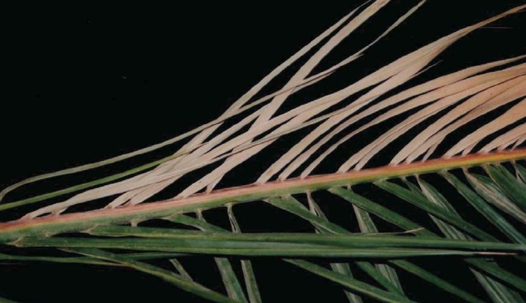 Enfermedades causadas por hongos y oomicetos en palmáceas