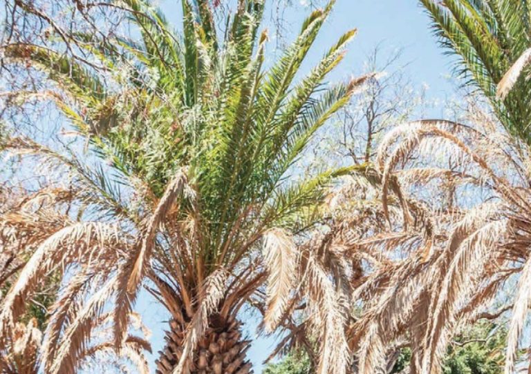 Más allá del picudo rojo: el desafío de Diocalandra frumenti en las palmeras de Canarias