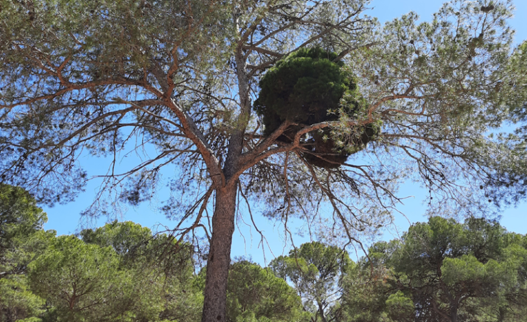 Virus y fitoplasmas en espacios verdes urbanos