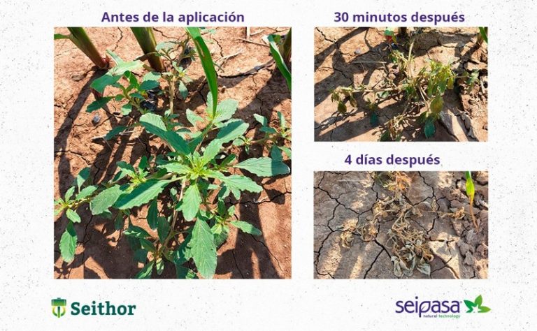 Seithor: naturaleza que decide