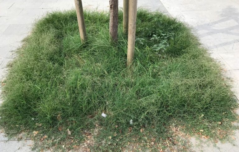 Gestión de hierbas adventicias en espacios verdes urbanos
