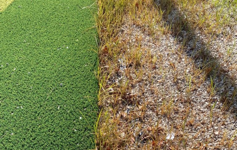 Katoun® Gold: herbicida natural, de origen vegetal para el control de hierbas no deseadas, musgos y algas en espacios verdes